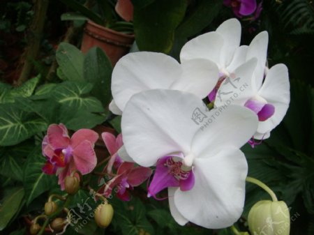 开放的白色蝴蝶兰花芯是紫色的