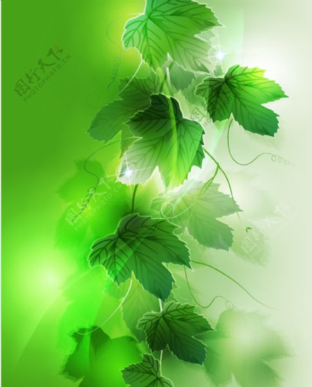 梦工厂的背景矢量素材5藤类植物的绿色叶子的幻想