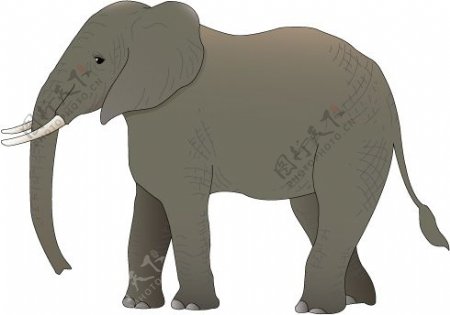动物分层素材大象