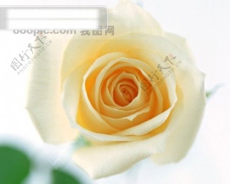 摄影图库鲜花特写玫瑰花头浪漫黄色的玫瑰花