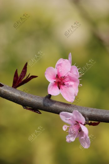 桃花图片