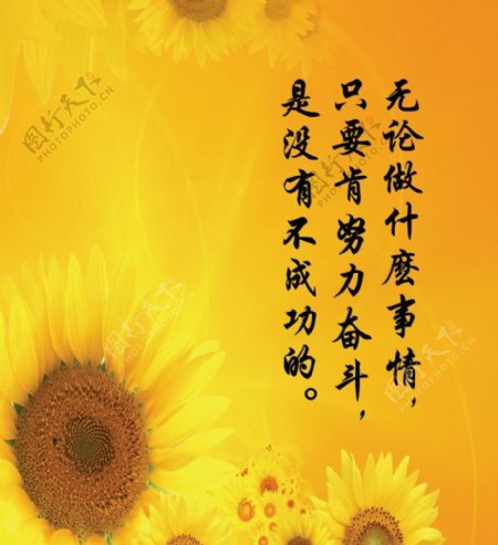 黄色向日葵标语图片