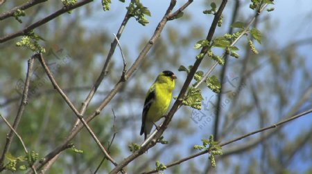美洲金翅雀在春季苗木的录像视频免费下载