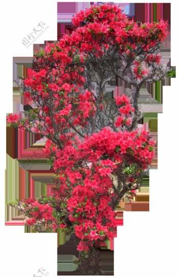 红色花树植物抠图素材