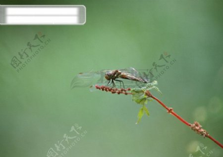 岛国节日风景昆虫蜻蜓树叶