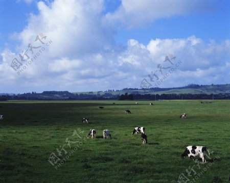 农场牧场房屋草地大自然环境风光风景家畜广告素材大辞典