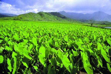 农场牧场房屋草地大自然环境风光风景家畜广告素材大辞典