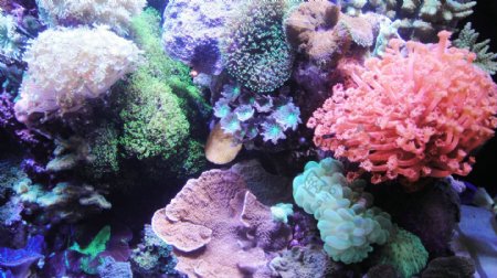 海水珊瑚软体图片
