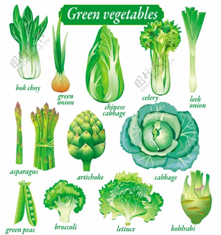 精美的绿色蔬菜矢量素材