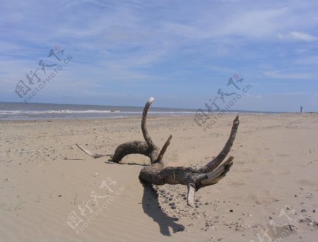 海边枯树图片