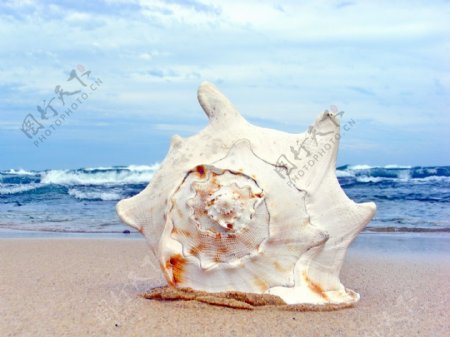 海蚌图片