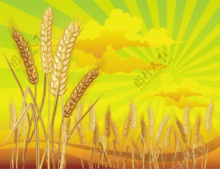 丰收的小麦