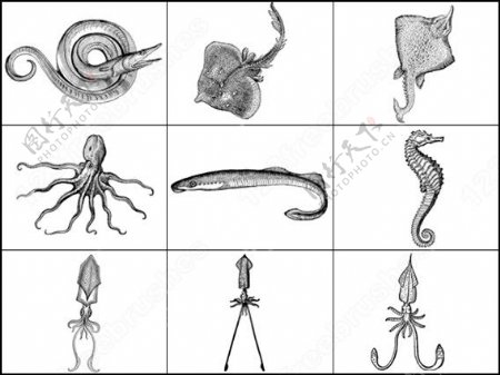 章鱼带鱼海马海洋生物笔刷图片