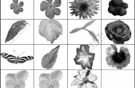 春季常见植物超逼真鲜花树叶蝴蝶ps笔刷图片