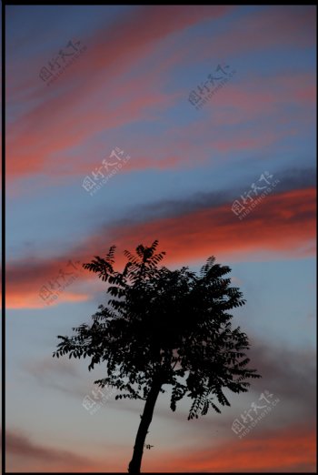 夕阳树影图片