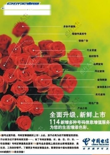 中国电信114形象广告玫瑰花篇图片