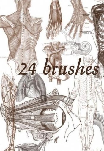 24款高清晰人体解剖图案ps笔刷图片