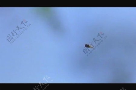 湖水蜻蜓实拍视频素材素材下载