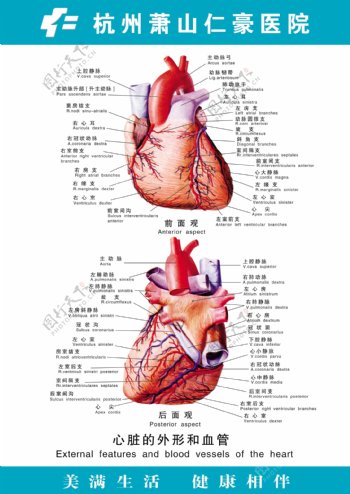 医疗人体科室挂图24心脏外形和血管