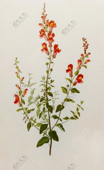 位图植物图案写意花卉花朵超高清免费素材