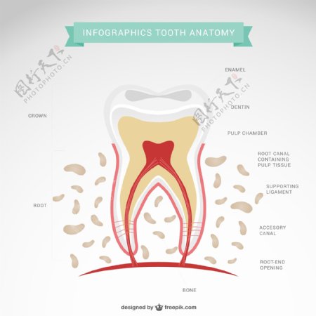 牙齿解剖矢量图
