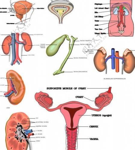 矢量泌尿系统解剖图图片