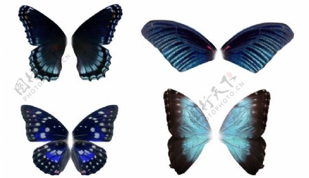 四款高精度蓝色蝴蝶翅膀图片