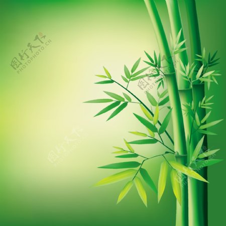 富贵竹丛林