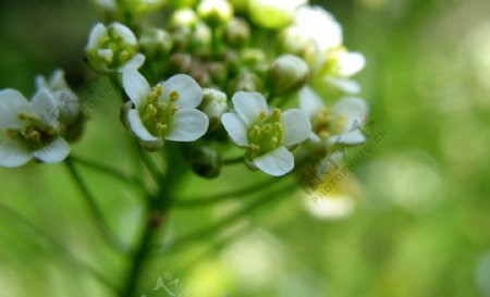 荠菜花图片