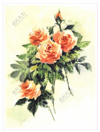 水彩橙色玫瑰图片