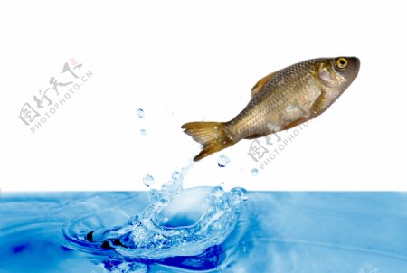 黄鱼从水面里跳出来