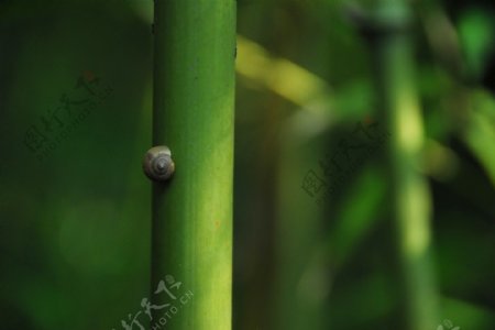 竹子蜗牛图片