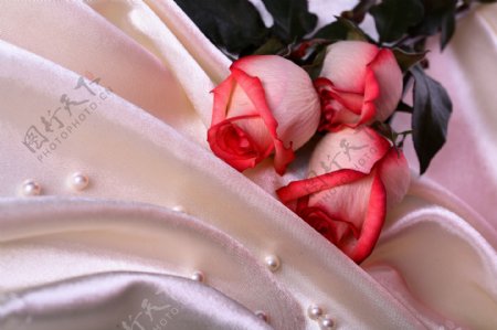 婚庆玫瑰图片