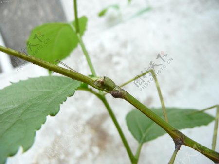 竹节虫图片