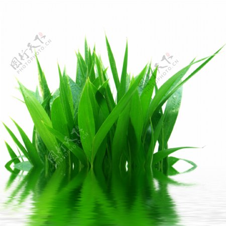 绿色植物高清素材