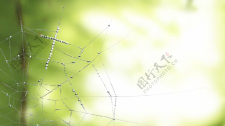 高清蜘蛛网森林绿色背景图