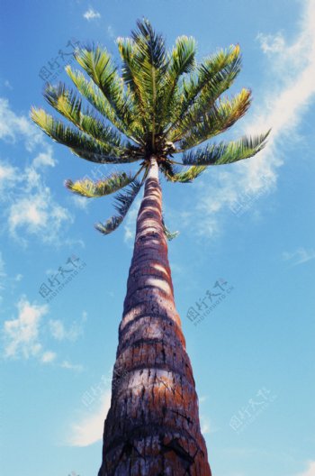 椰子树近拍图片
