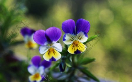 位图写实花卉植物花朵蝴蝶兰免费素材