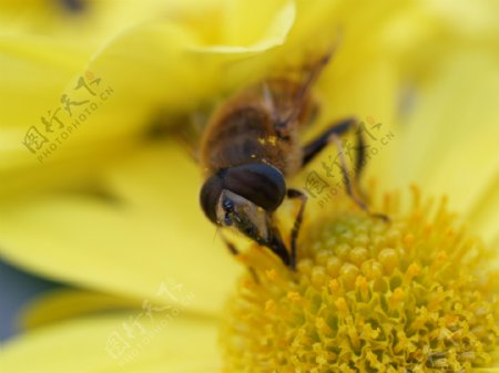 花蕊上的小蜜蜂