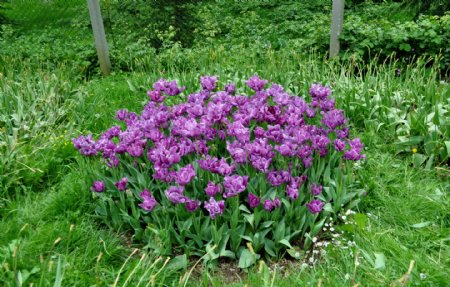 紫色郁金香花团图片