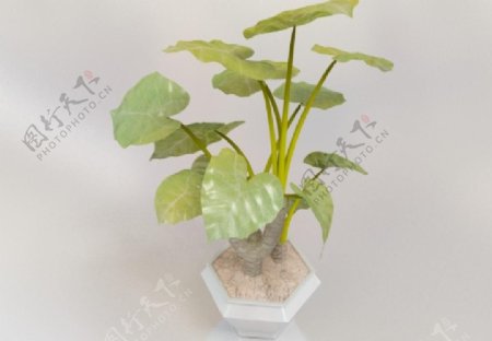 3d绿植模型图片