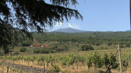 西西里岛的埃特纳火山和葡萄园放大3股票的录像视频免费下载