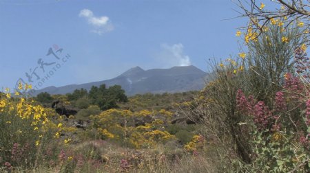 西西里岛的埃特纳火山熔岩和鲜花9股票的录像视频免费下载