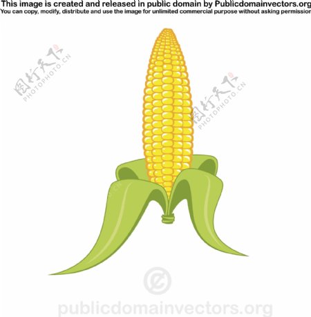 玉米的矢量图形