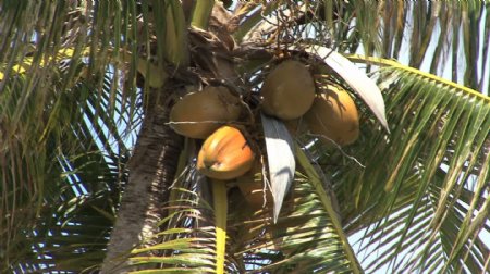 椰子树的股票视频缩放