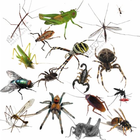 昆虫害虫图片