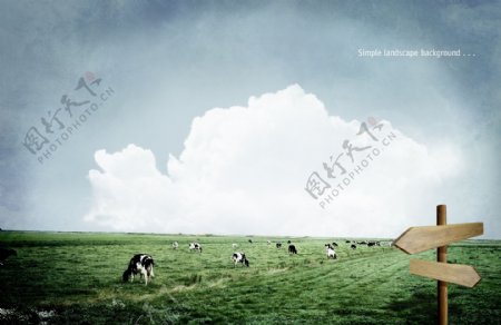 草原上的奶牛和指示牌