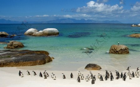 南非柏德海滩的企鹅图片