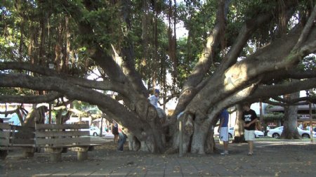 毛伊岛拉海纳股票历史榕树的录像视频免费下载