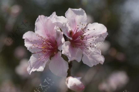 春天里的桃花图片